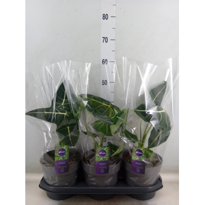 Alocasia   ...