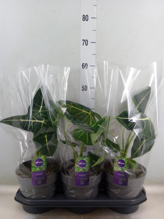 <h4>Alocasia   ...</h4>