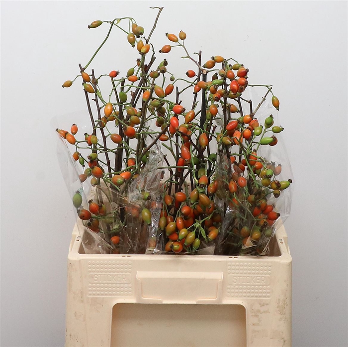 <h4>Rosa Zaffiro</h4>