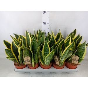 Sansevieria trifa. 'Futura Superba'