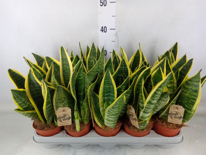 <h4>Sansevieria trifa. 'Futura Superba'</h4>