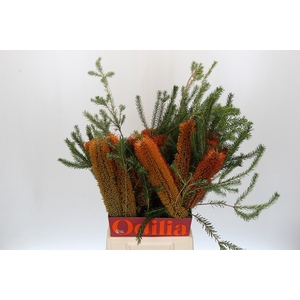 Banksia Ericifolia