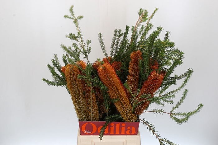 <h4>Banksia Ericifolia</h4>