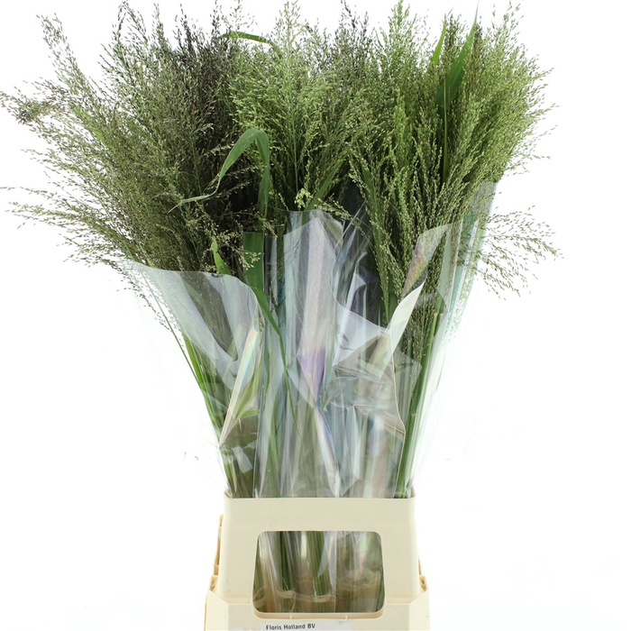 <h4>Panicum Warrior</h4>