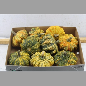 Cucurbita Ov Orange Striped