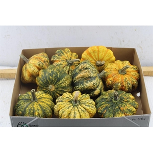 Cucurbita Ov Orange Striped