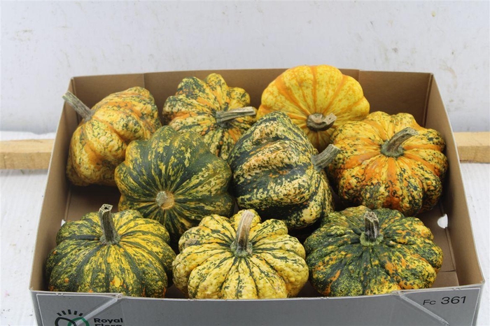 <h4>Cucurbita Ov Orange Striped</h4>