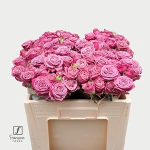 R TR Purple Queen 50cm