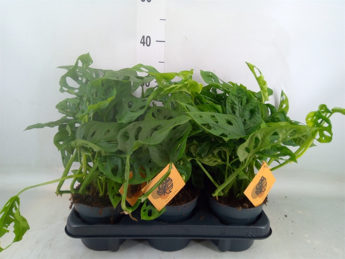 <h4>Monstera obliqua 'Monkey Mask'</h4>