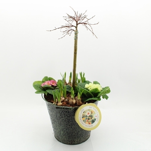 MTG-SA-07 My Tiny Garden Salix