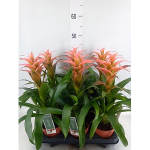 Guzmania  'Melissa'
