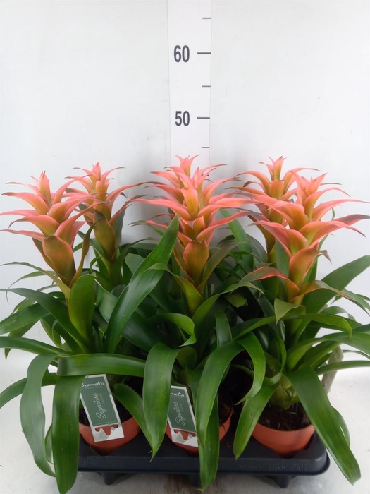 <h4>Guzmania 'Melissa'</h4>