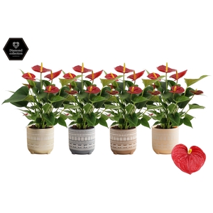 Anthurium 12 cm Diamond Red in Neo ceramics