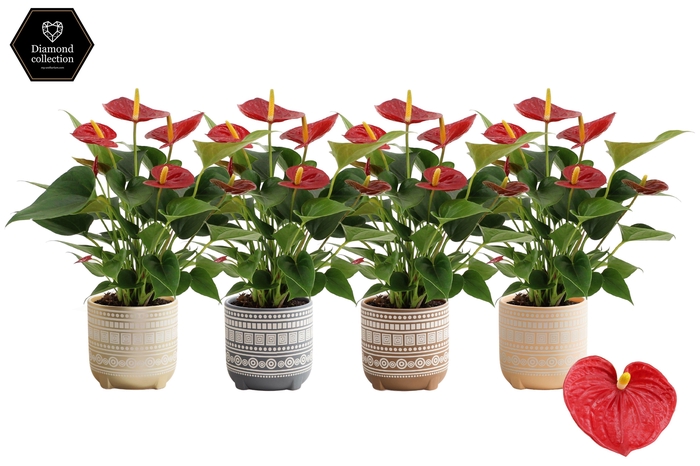 <h4>Anthurium 12 cm Diamond Red in Neo ceramics</h4>