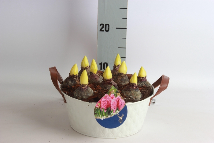 <h4>ARR HYACINTH</h4>