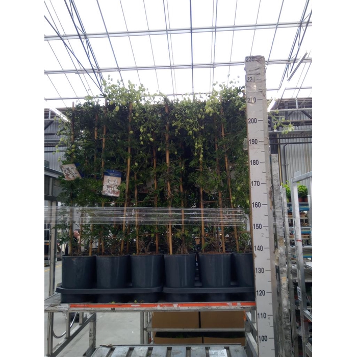 <h4>Clematis forst. 'Avalanche'</h4>