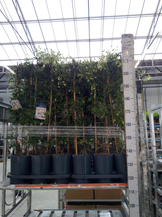 <h4>Clematis forst. 'Avalanche'</h4>