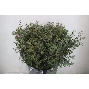 Euca Parvifolia Kort 300gr Pbs