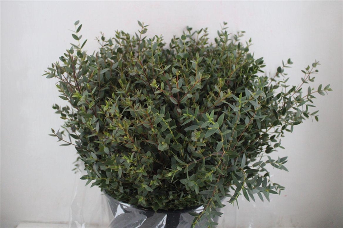 <h4>Euca Parvifolia Kort 300gr Pbs</h4>