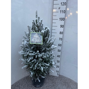 PICEA GL SUPER GREEN