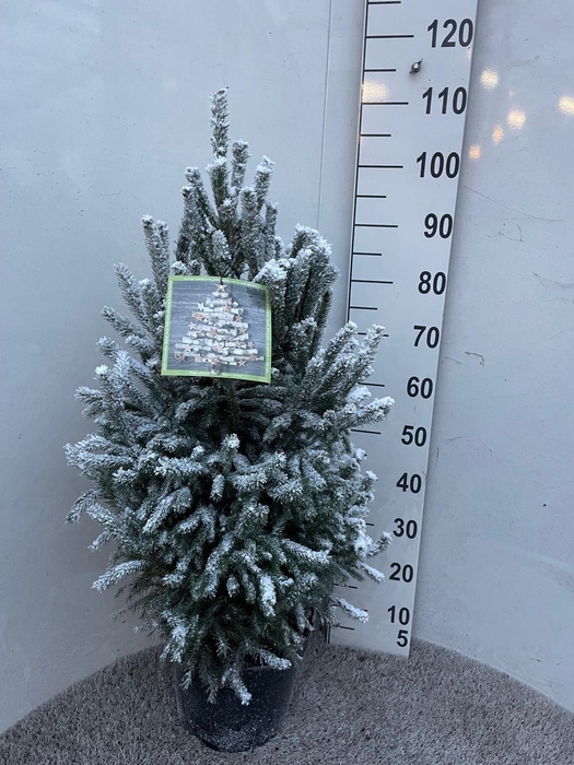 <h4>PICEA GL SUPER GREEN</h4>