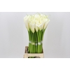 Zantedeschia Eydolls White