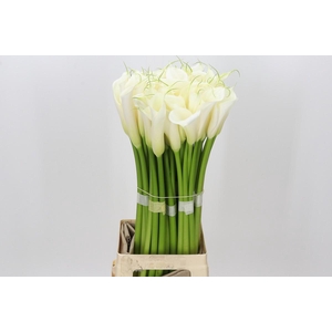 Zantedeschia Eydolls White