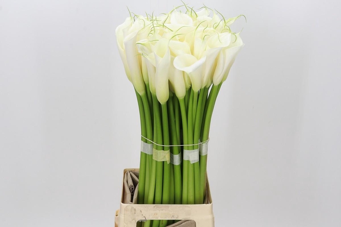 Zantedeschia Eydolls White