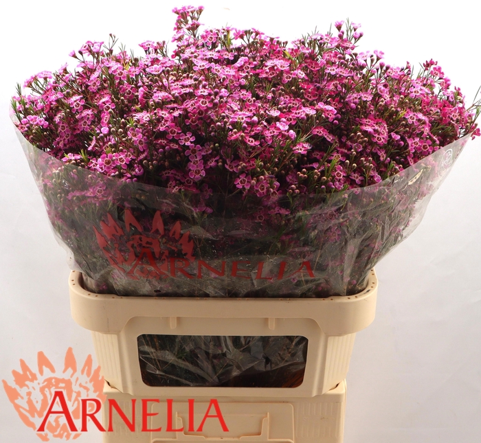 <h4>CHAME PURPLE RAIN</h4>