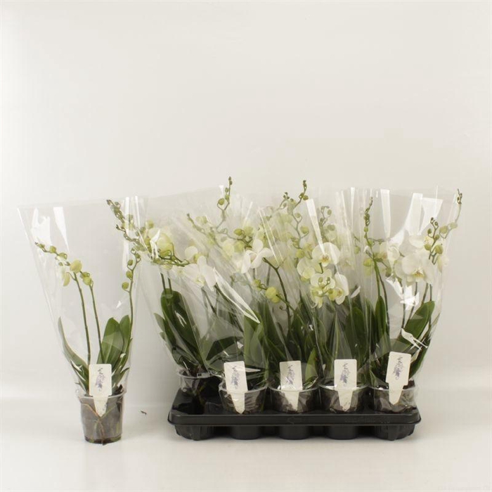 <h4>PHAL AN INVERNESS</h4>