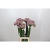 Allium Pink Jewel