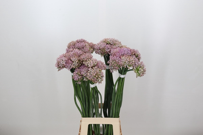 Allium Pink Jewel