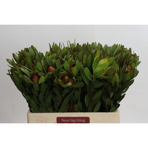 Leucadendron Goldstrike