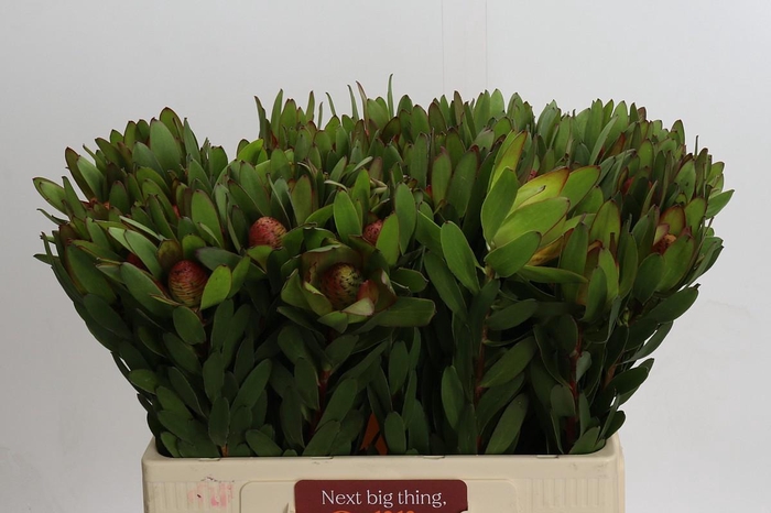 <h4>Leucadendron Goldstrike</h4>