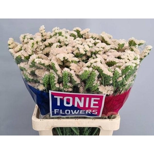 LIM S APRI SUN BIRDS