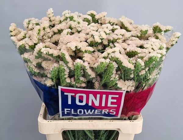 <h4>LIM S APRI SUN BIRDS</h4>