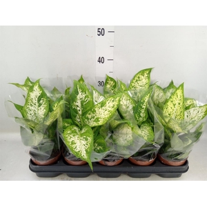 Dieffenbachia  'Compacta'