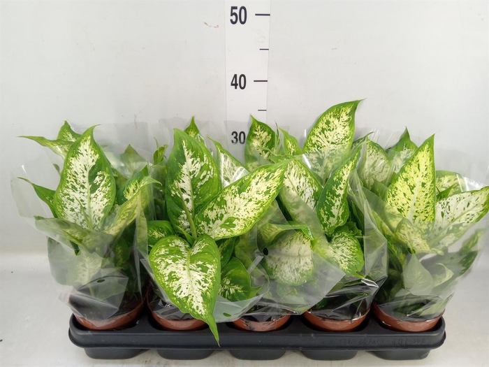 <h4>Dieffenbachia 'Compacta'</h4>
