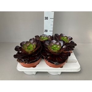 xSemponium  'Destiny'