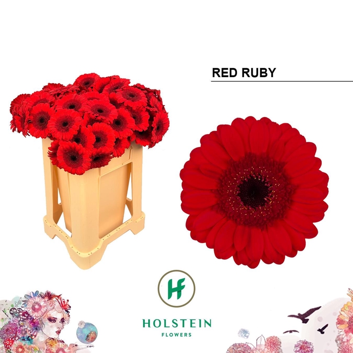 <h4>GE MI RED RUBY</h4>