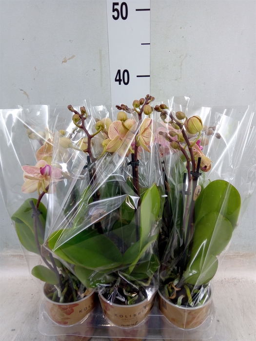 <h4>Phalaenopsis multi.   ...orange</h4>