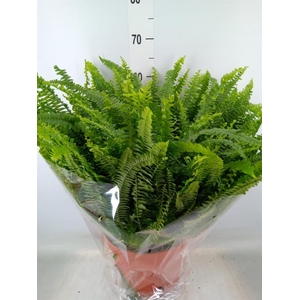 Nephrolepis exal. 'Green Lady'