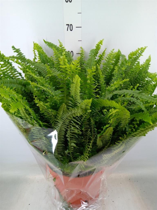 <h4>Nephrolepis exal. 'Green Lady'</h4>