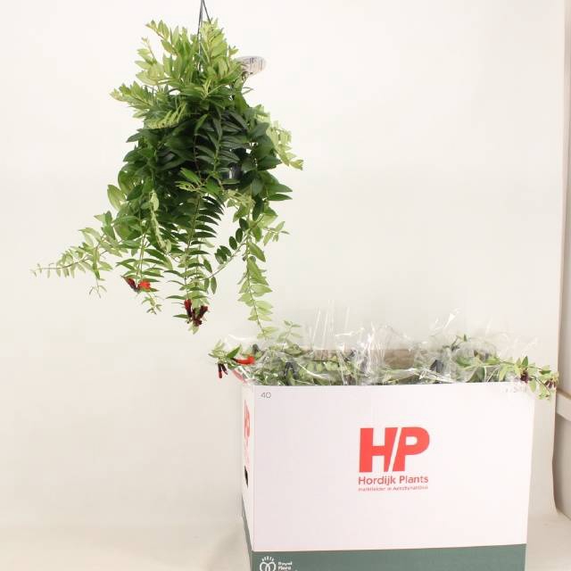 <h4>AESCHYN CARO IMP</h4>