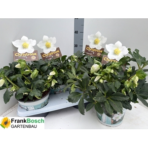 Helleborus niger Jasper 17Ø 35cm 40fl