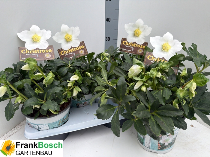 Helleborus niger Jasper 17Ø 35cm 40fl