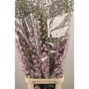 Delph El Dewi Flamingo Pink