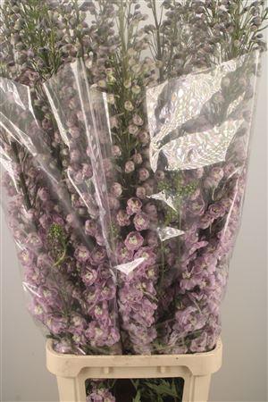 <h4>Delph El Dewi Flamingo Pink</h4>