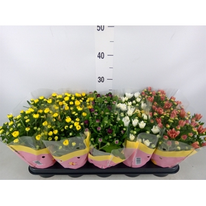 Chrysanthemum   ..rosebud mix