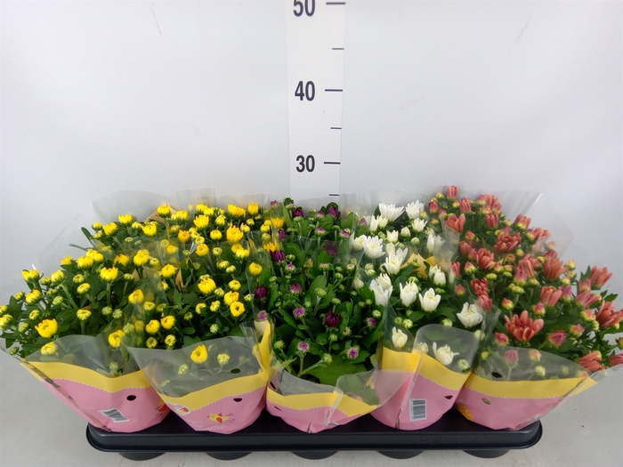 <h4>Chrysanthemum   ..rosebud mix</h4>